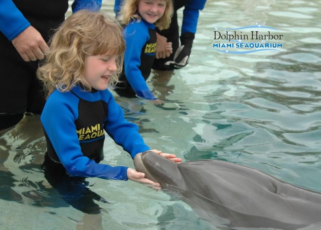 Dolphin Encounter at Miami Seaquarium