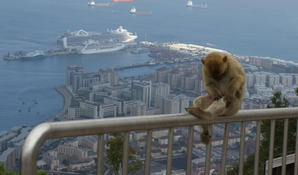 Barbary Apes, Gibraltar (2013)